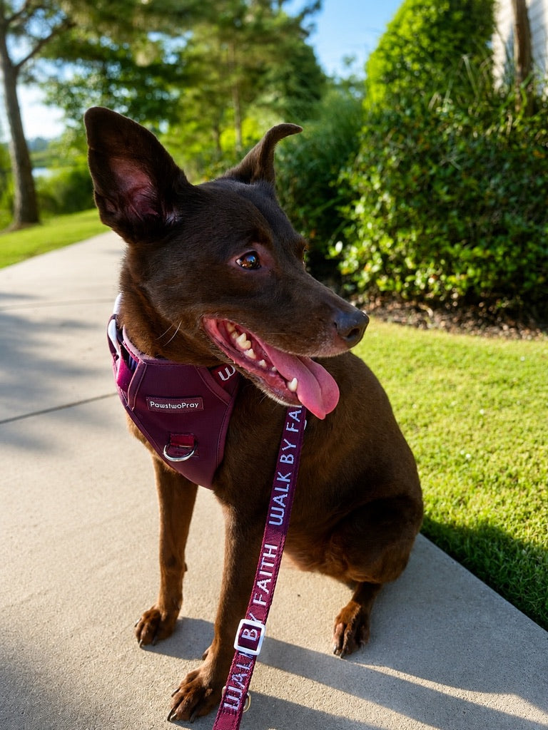 Walk by Faith Hands-Free Leash Essentials Set
