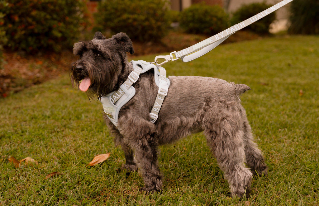Walk by Faith Hands-Free Leash Essentials Set