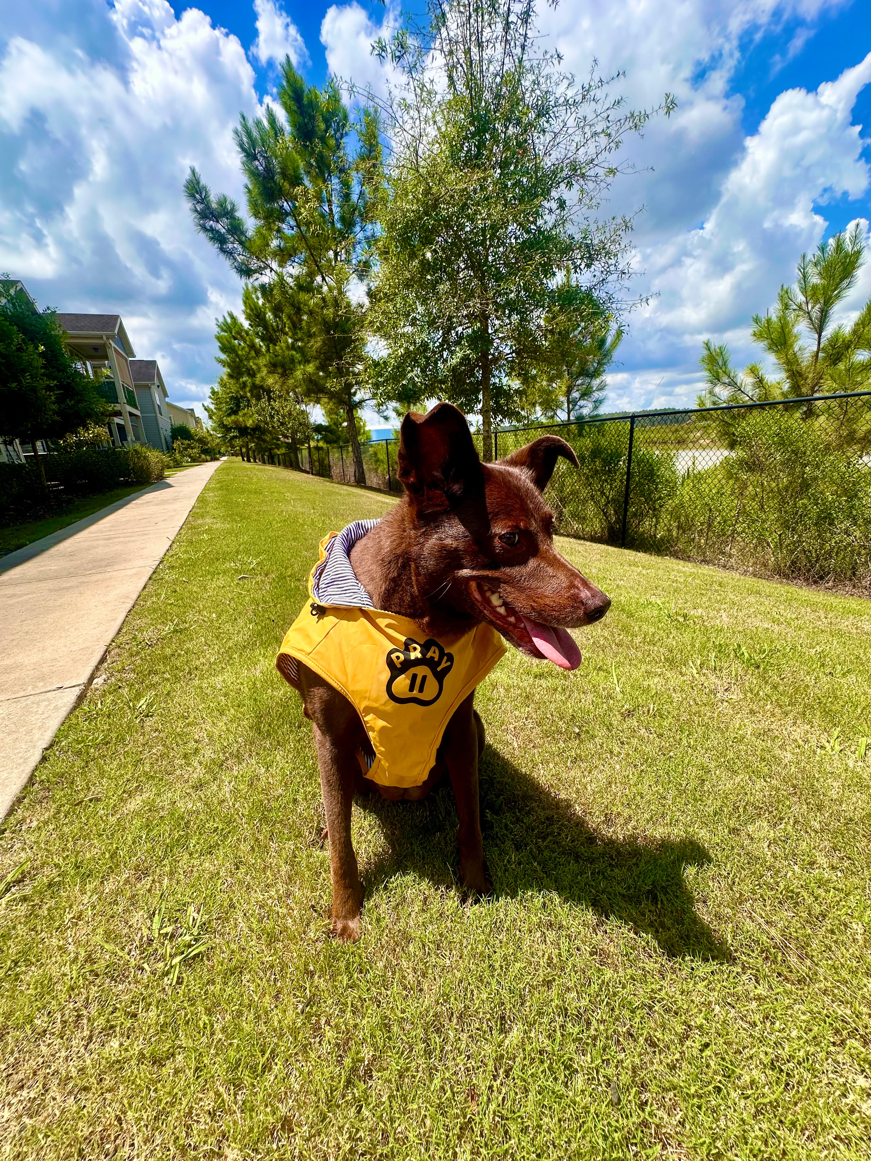 Storm Shield — Never Stop Praying Dog Rain Jacket