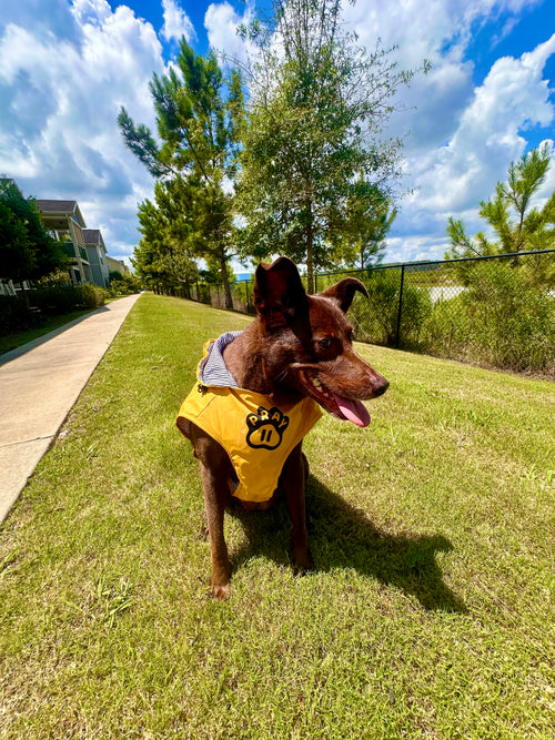 Storm Shield — Never Stop Praying Dog Rain Jacket