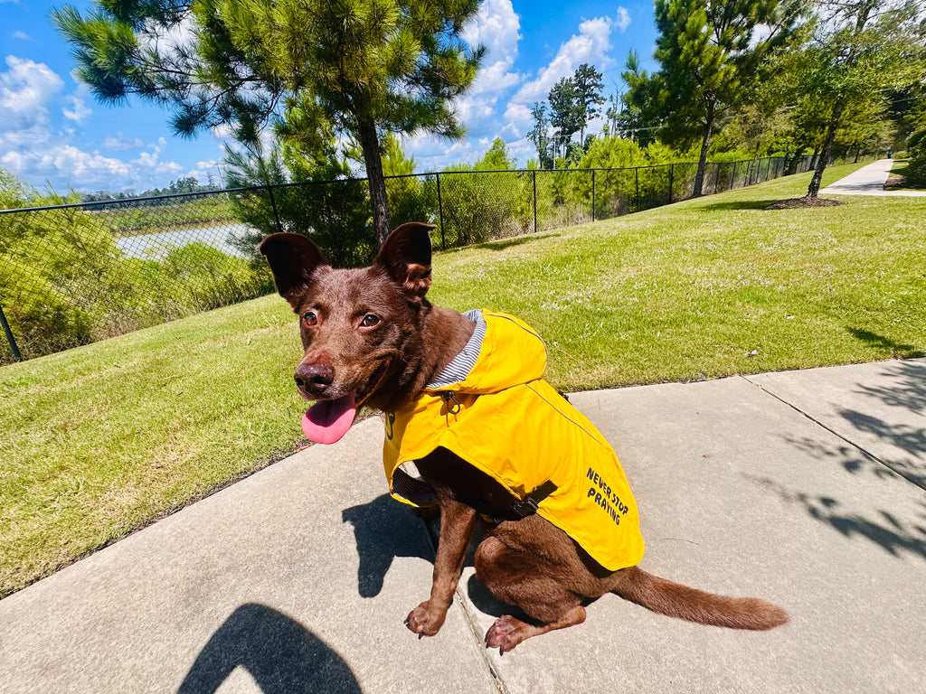 Storm Shield — Never Stop Praying Dog Rain Jacket